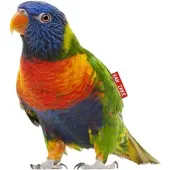 VAN IKKE Muursticker Regenboog vogel