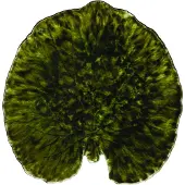 Costa Nova Riviera Alchemille schaal Forest, 18 cm