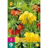 Jub holland - bloembollen - Fritillaria imperialis Gemengd - maat 18/20 cm - 3 stuks