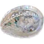 Ruben Robijn Abalone smudge schelp - parelmoer - 13-15 cm