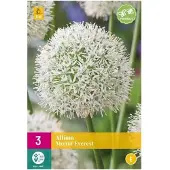 Jub holland - bloembollen - Allium/Sierui Mount Everest - maat 16/18 - 3 stuks