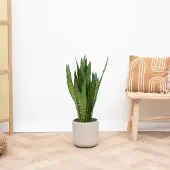 Green bubble Sansevieria Silverflame - 90cm