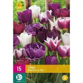 Jub holland - bloembollen - Tulpen Blueberry Mix - maat 11/12 - 15 stuks