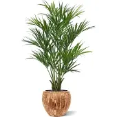 Maxifleur Kunstplanten Kentia deluxe kunstpalm XL 190cm