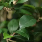 Maxifleur Kunstplanten Ficus Folia kunstplant op stam 75cm