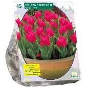 Baltus Tulipa Toronto, Greigii per 15