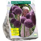 Baltus - Allium Pinball Wizard per 2 bloembollen