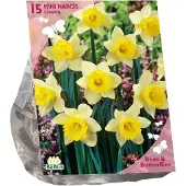 Baltus - Bollen Narcis Lobularis 15 stuks