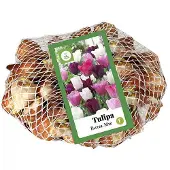JUB Tulipa Pastel mix , 40 bloembollen
