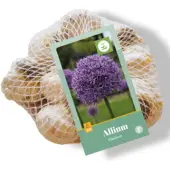 JUB Allium Gladiator , 8 bloembollen