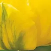 JUB - Tulipa Marie Jo