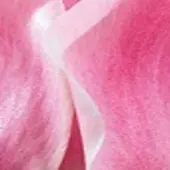 JUB - Tulipa Miss Elegance