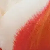 JUB - Tulipa Willem van den Akker