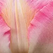 JUB - Tulipa Finola