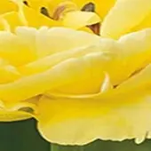 JUB - Tulipa Avant Garde