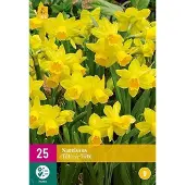 Jub holland - bloembollen - Narcissen Tête-à-tête - maat 10/11 - 25 stuks