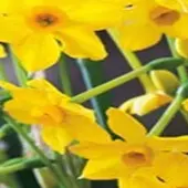 JUB - Narcissus Baby Boomer