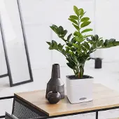 Maxifleur Kunstplanten Zamioculcas kunstplant 55cm
