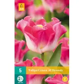 JUB - Tulipa crown of dynasty