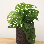 Green bubble Monstera Monkey Leaf - 25cm