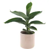 Intenza Bananenplant | 30cm |Met Off White keramieken pot