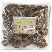 Safari Ltd Dinosaur Skulls Figure 48 Pieces Bruin From 3 Years