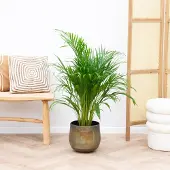 Green bubble Dypsis Lutescens (Areca palm) - 100cm