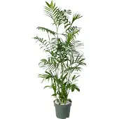 Beautanic Lifestyle Mexicaanse Dwergpalm (Chamaedorea Seifrizii) D 27 H 130 Cm
