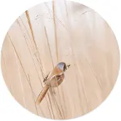 Label2X Muurcirkel vogel riet