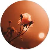 Label2X Muurcirkel morning rose