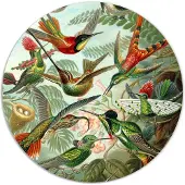 Label2X Muurcirkel hummingbirds van Ernst Haeckel