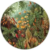 Label2X Muurcirkel Muscinae van Ernst Haeckel
