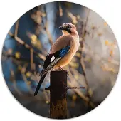 Label2X Muurcirkel vogeltje