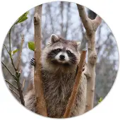 Label2X Muurcirkel racoon