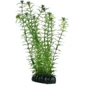 Hobby Plant Lagarosiphon 60CM