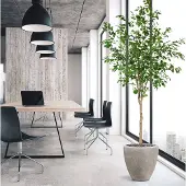 Maxifleur Kunstplanten Ficus Exotica Kunstboom op stam 230cm