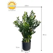 LeopoldFlora Buiten Kunst Buxus struik 50cm UV