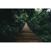 Karo-art 520cm X 318cm - Fotobehang - Hangbrug in het oerwoud, premium print, inclusief behanglijm
