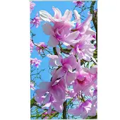 Mars & More Magnolia Outdoor TextielPoster fotoprint 95x170cm
