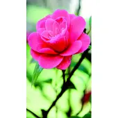 Mars & More Desiree Outdoor TextielPoster fotoprint 95x170cm