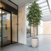 Maxifleur Kunstplanten Ficus Exotica Kunstboom Deluxe 300cm groen