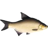 Gaby The Common Bream Mini - S