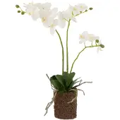 J-Line Orchidee in aarde plastiek wit/groen medium