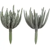 J-Line Vetplant echeveria plant groen medium assortiment van 2