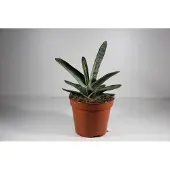Ariane Succulux Vetplanten Mix - 3 Plantjes Ø 5,5 cm Pot - Mini Succulenten Kamerplanten Cadeau