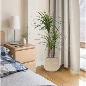 Maxifleur Kunstplanten Draceana Marginata Deluxe kunstplant 100cm