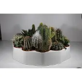 Ariane Succulux Cactussen Mix - 10 Cactussen Ø 5,5 cm Pot - Mini Kamerplanten - Bruiloft Decoratie Bedankjes