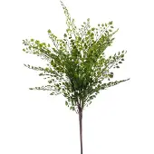 Emerald Fern adianthum bush 40 cm green