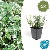 Planteda Euonymus 'Emerald 'n Gaity' P9 10/25 6x