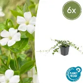 Planteda Set van 6 Kleine Maagdenpalm - Vinca minor Alba wit hoogte 15cm potmaat 9cm